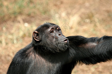 野外黑猩猩动物哺乳动物野外动物野生动物科学物种雄性灵长类宠物人科图片