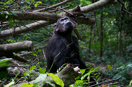 野外黑猩猩医学雨林人科野外动物雄性宠物动物灵长类濒危科学图片