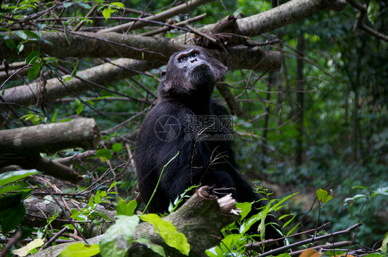 野外黑猩猩灵长类野外动物科学雄性野生动物濒危医学雨林人科宠物图片