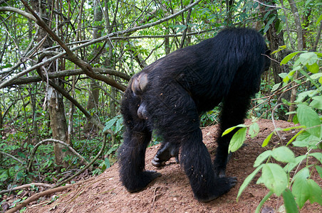 野外黑猩猩野外动物动物科学濒危人科哺乳动物雨林雄性宠物医学图片