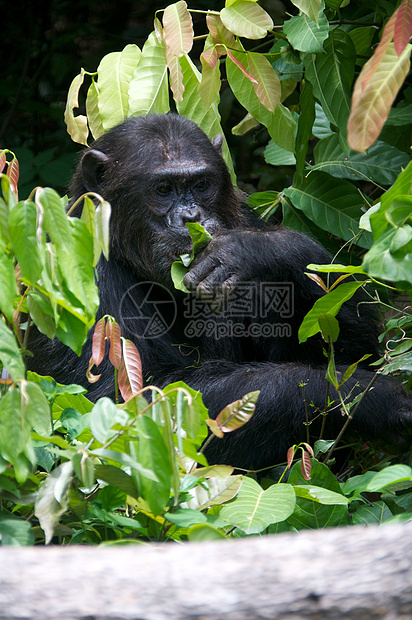 野外黑猩猩动物雄性物种野外动物雨林灵长类哺乳动物野生动物濒危医学图片
