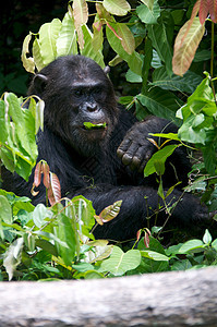 野外黑猩猩濒危雨林科学动物物种人科雄性医学哺乳动物野生动物图片