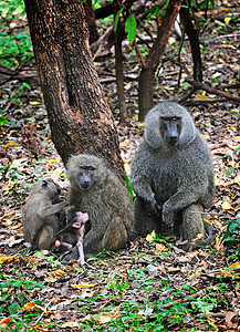 野外黑猩猩物种野外动物灵长类雨林科学雄性动物野生动物人科宠物图片
