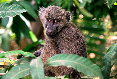 野外黑猩猩人科灵长类濒危医学宠物哺乳动物物种野生动物雄性雨林图片