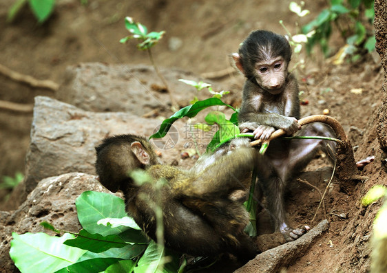 野外黑猩猩人科灵长类野外动物野生动物哺乳动物科学雄性动物雨林濒危图片