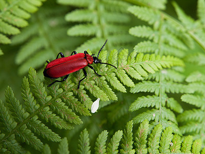 红甲虫宏观生活甲虫叶子生物学红衣蕨类草地野生动物植物群图片