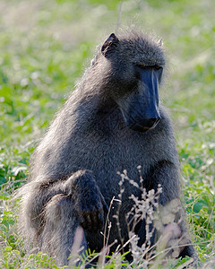 野外黑猩猩野生动物动物医学哺乳动物宠物人科野外动物物种雄性灵长类图片