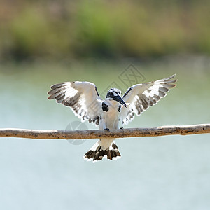 钓鱼王羽毛鸟类翅膀国家翠鸟阳光荒野野生动物栖息白色图片