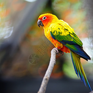太阳时期宠物动物群翅膀栖息动物园眼睛金子野生动物异国鹦鹉图片