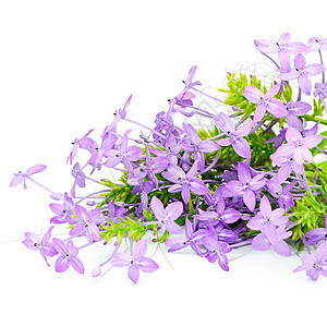 维奥莱特伊克索拉美丽紫色团体季节墙纸香味蓝色活力花园花瓣图片