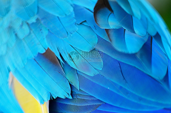 蓝和金麦毛羽毛金子鹦鹉异国情调宠物黄色蓝色翅膀图片