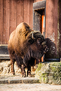 Bison Bison 或水牛的牧群草地荒野栖息地避难所生态喇叭公园濒危觅食者动物图片