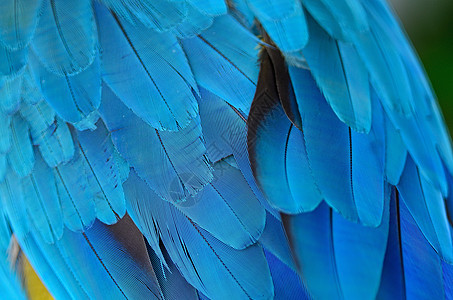 蓝和金麦毛羽毛翅膀金子宠物鹦鹉蓝色情调黄色异国图片
