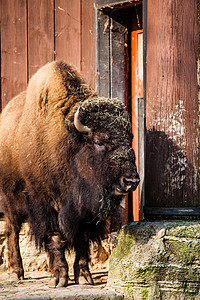 Bison Bison 或水牛的牧群草原栖息地野牛觅食者哺乳动物国家喇叭生态濒危公园图片