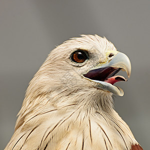 闪光白色梧桐树眼睛自由国家棕色公园梧桐野生动物动物图片