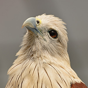 闪光姿势野生动物梧桐猎物公园梧桐树眼睛自由棕色捕食者图片