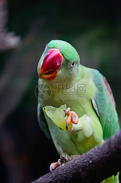 亚历山德林帕拉凯特野生动物绿色女性羽毛红色热带鸟类翅膀动物森林图片
