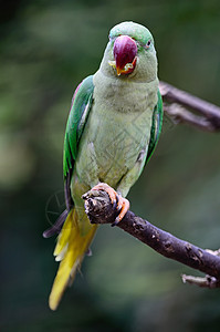 亚历山德林帕拉凯特红色森林雨林鸟类女性翅膀动物热带羽毛绿色图片