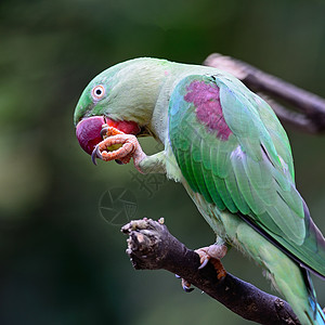 亚历山德林帕拉凯特鸟类野生动物翅膀热带绿色红色动物羽毛女性森林图片