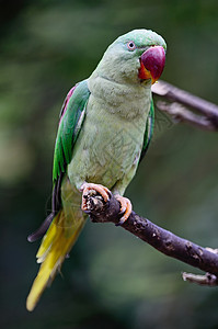 亚历山德林帕拉凯特绿色野生动物女性热带森林红色动物翅膀鸟类羽毛图片