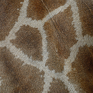 长颈羊皮棕色哺乳动物野生动物斑点动物毛皮皮肤食草草食性荒野图片