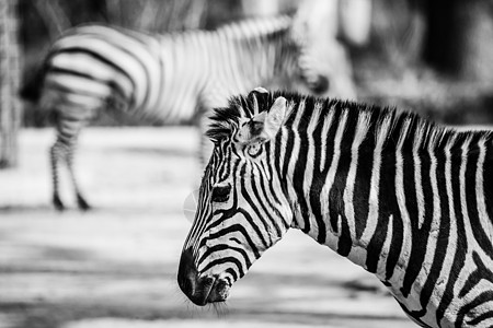 东部非洲坦桑尼亚塞伦盖蒂国家公园Zebra移民曲线线条丛林荒野异国绘画野生动物朋友动物图片