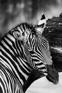 东部非洲坦桑尼亚塞伦盖蒂国家公园Zebra马属斑马情调毛皮绘画移民朋友平原丛林荒野图片