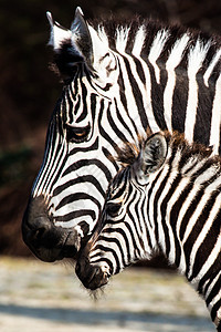 东部非洲坦桑尼亚塞伦盖蒂国家公园Zebra动物移民丛林异国动物群朋友曲线斑马条纹框架图片