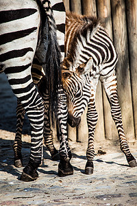 东部非洲坦桑尼亚塞伦盖蒂国家公园Zebra马赛线条移民旅行动物群头发曲线平原丛林斑马图片