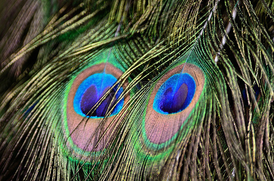 绿花鸟羽毛动物眼睛尾巴蓝色男性野生动物绿色动物园图片