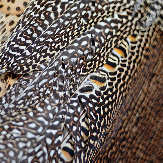绿花鸟羽毛蓝色动物园男性动物眼睛绿色野生动物尾巴图片
