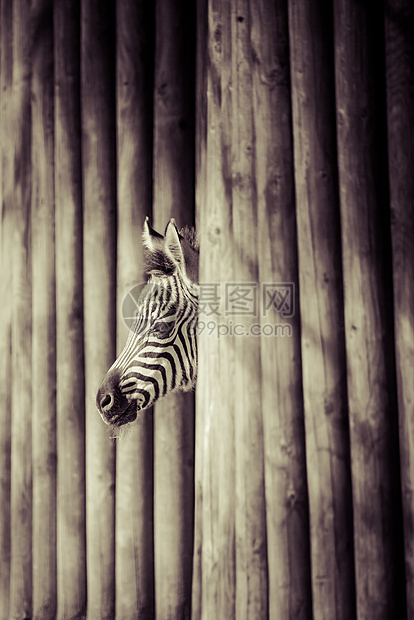 东部非洲坦桑尼亚塞伦盖蒂国家公园Zebra旅行线条平原框架朋友丛林斑马头发马属异国图片