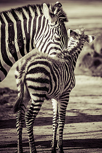 东部非洲坦桑尼亚塞伦盖蒂国家公园Zebra丛林毛皮野生动物斑马动物绘画头发移民条纹朋友图片