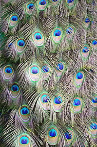 绿花鸟羽毛野生动物动物园男性动物眼睛尾巴蓝色绿色图片