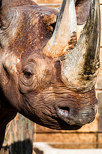 黑犀牛的头在模糊的背景食草侵略犀牛野生动物旅游力量动物旅行哺乳动物灌木丛图片