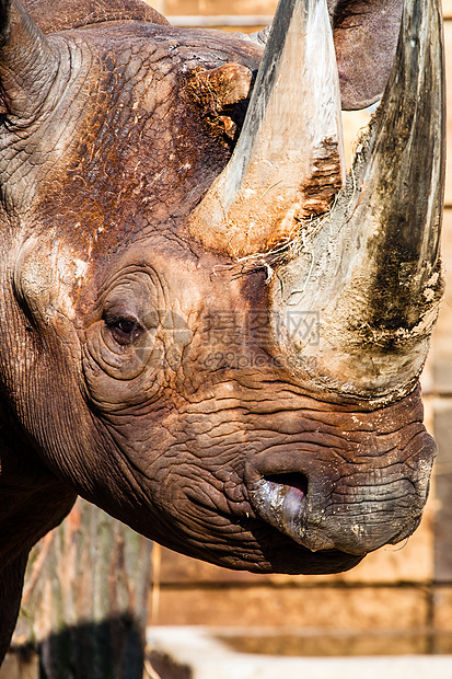 黑犀牛的头在模糊的背景食草侵略犀牛野生动物旅游力量动物旅行哺乳动物灌木丛图片