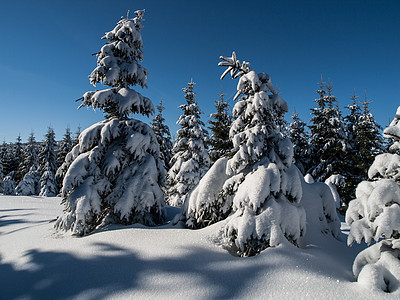 冬季的斯普鲁斯森林寒意冻结爬坡天空降雪风景季节蓝色云杉木头图片