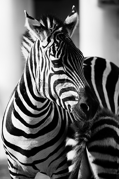 东部非洲坦桑尼亚塞伦盖蒂国家公园Zebra动物群野生动物丛林斑马移民旅行平原动物情调毛皮图片
