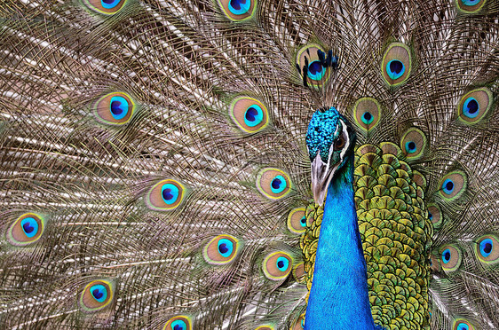 绿皮禽蓝色动物绿色男性野生动物羽毛眼睛尾巴动物园图片