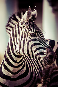 东部非洲坦桑尼亚塞伦盖蒂国家公园Zebra马属野生动物框架朋友毛皮平原丛林动物群线条旅行图片
