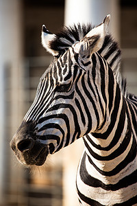 东部非洲坦桑尼亚塞伦盖蒂国家公园Zebra马属旅行情调异国斑马框架头发动物野生动物条纹图片