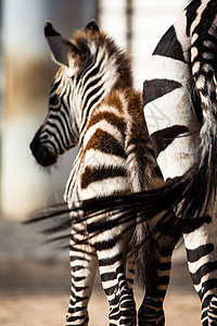 东部非洲坦桑尼亚塞伦盖蒂国家公园Zebra马属丛林毛皮旅行动物群绘画荒野移民情调平原图片