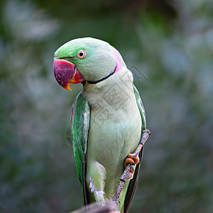 男性亚历山德林帕拉凯羽毛热带野生动物绿色雨林红色动物翅膀森林鸟类图片