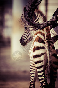 东部非洲坦桑尼亚塞伦盖蒂国家公园Zebra旅行斑马平原荒野曲线毛皮丛林头发野生动物动物图片