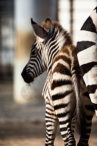 东部非洲坦桑尼亚塞伦盖蒂国家公园Zebra曲线异国框架朋友动物荒野动物群旅行情调毛皮图片