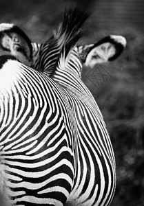 东部非洲坦桑尼亚塞伦盖蒂国家公园Zebra马属荒野马赛曲线动物群情调动物头发毛皮异国图片