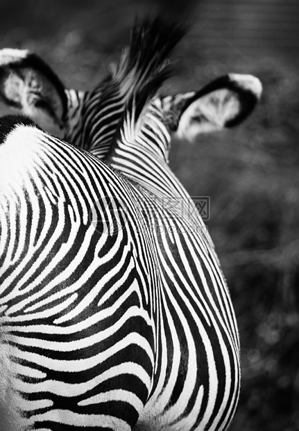 东部非洲坦桑尼亚塞伦盖蒂国家公园Zebra马属荒野马赛曲线动物群情调动物头发毛皮异国图片