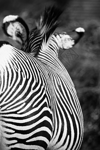 东部非洲坦桑尼亚塞伦盖蒂国家公园Zebra丛林异国曲线马属移民动物动物群情调条纹毛皮图片