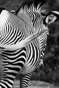 东部非洲坦桑尼亚塞伦盖蒂国家公园Zebra荒野马赛异国绘画条纹头发动物朋友马属动物群图片