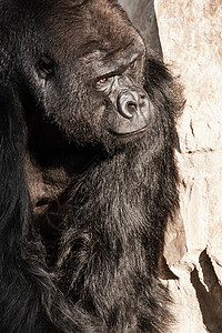 男性大猩猩脸部肖像森林危险领导者眼睛鬼脸银背头发动物俘虏宏观图片